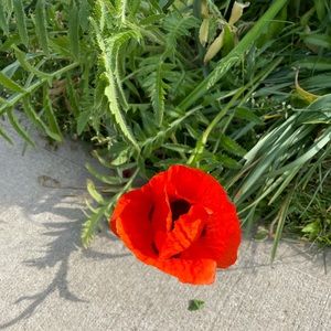 Meet your Posher, Entela